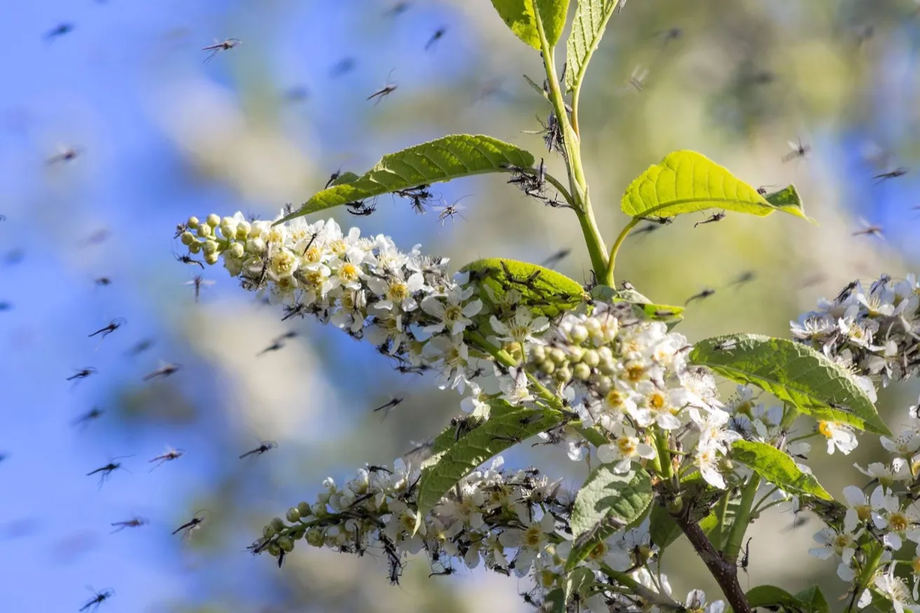 Media Name: resized-mosquitos-iStock-639879790.jpg