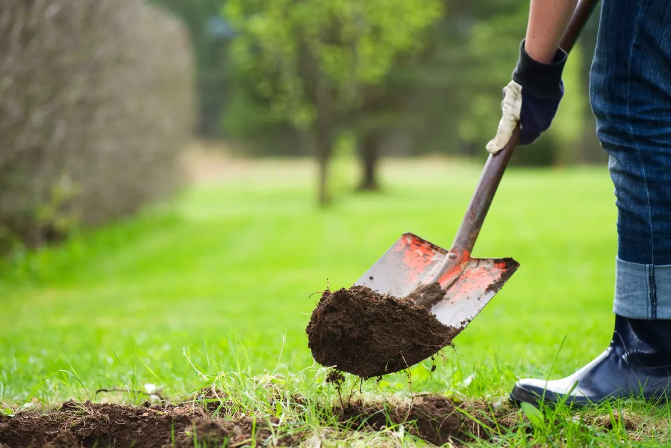 Media Name: tree-planting-sized.jpg