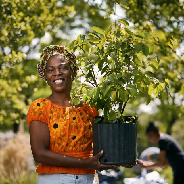 Woman holding a potted tree with others working to plant trees in the background.