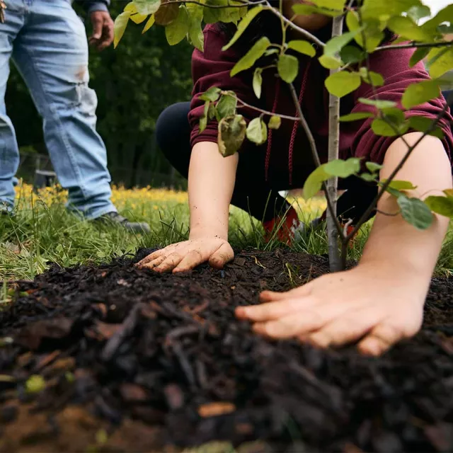 Up close shot of hands planting a new tree and packing with mulch.