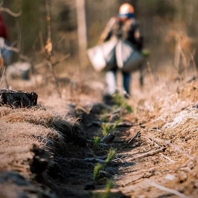People working to replant a field.