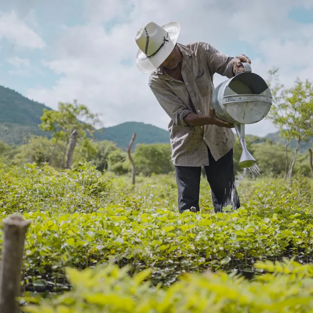 Man using a water can to water plants in a field. 