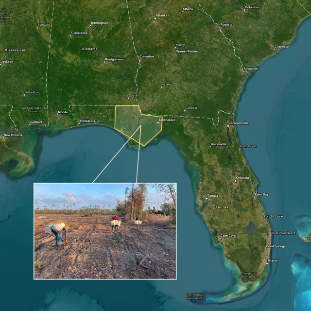 Map of the southeastern U.S. with a highlighted area in Florida, featuring a photo of workers planting seedlings in a cleared field.