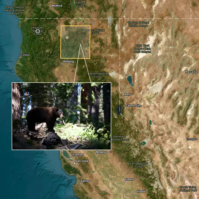 A detailed map of California showcasing a bear at its center, representing the state's wildlife.