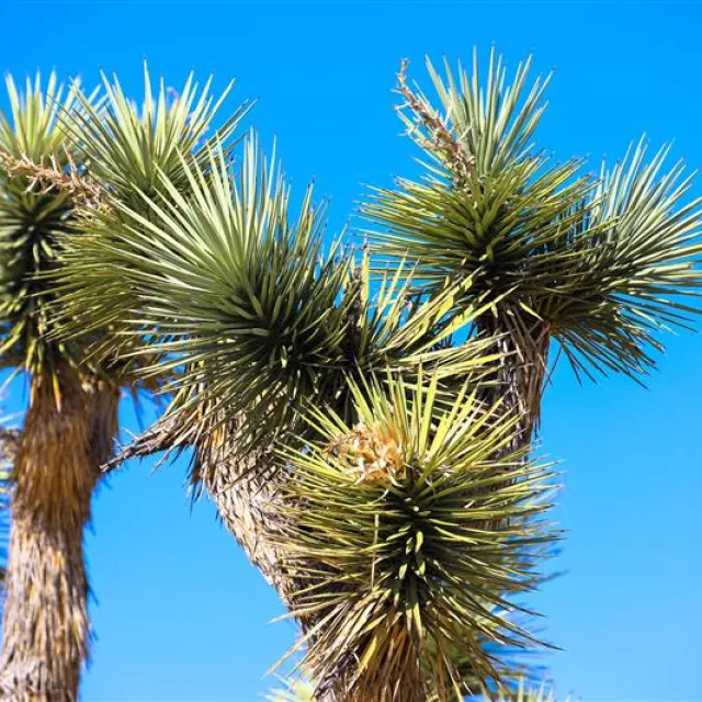 Joshua Tree