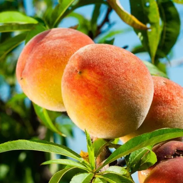 Three ripe peaches with a blend of yellow and red hues, nestled among lush green leaves against a bright blue sky.