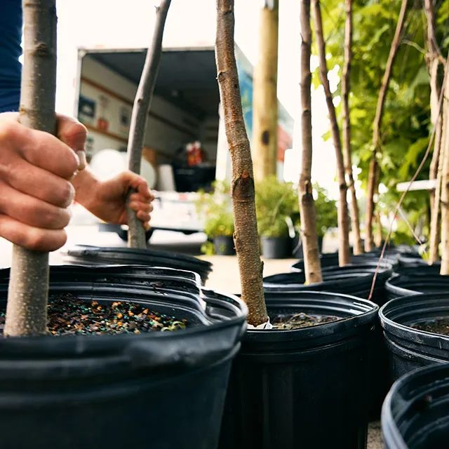A person holds a small tree in a black pot, showcasing a nurturing connection with nature.