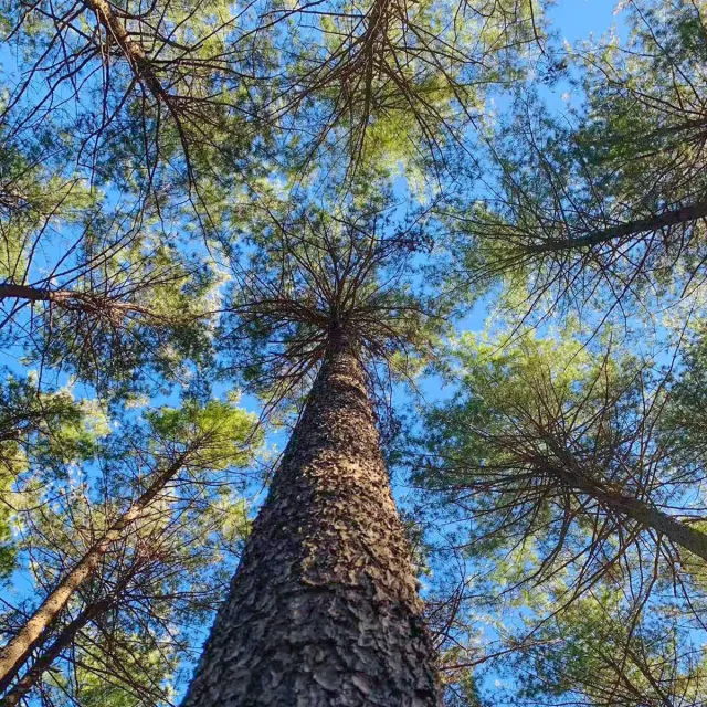 View looking up at tall pine trees against a clear blue sky, showcasing their height and lush green foliage.