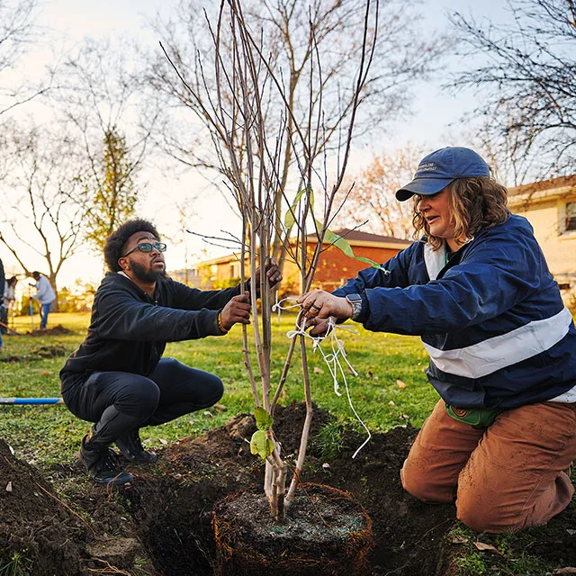 Two People planting a tree outside in a yard