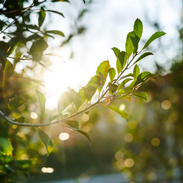 Sunlight filters through vibrant green leaves, creating a shimmering backdrop of bokeh and warmth in a tranquil outdoor setting.