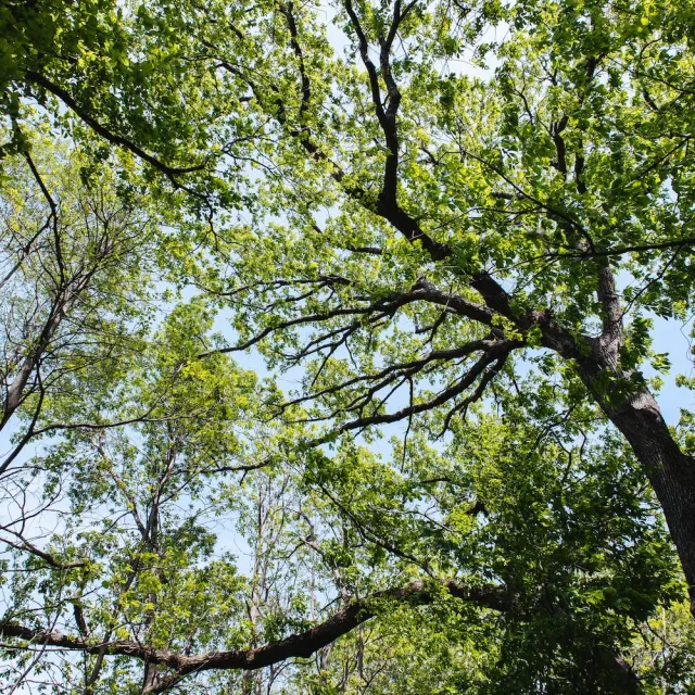 A treetop view showcasing dense green foliage against a clear blue sky, highlighting branches and leaves.