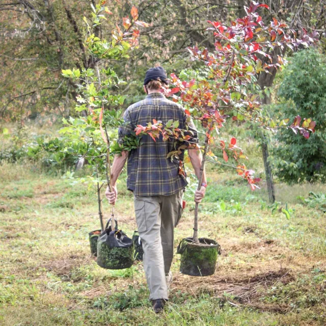 Person in a plaid shirt and beanie walks through a grassy area carrying two potted young trees, one with red autumn leaves and one with green leaves.