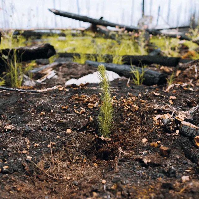 A small evergreen seedling sprouts from charred soil in a burned forest landscape, with blackened logs and new green shoots in the background.