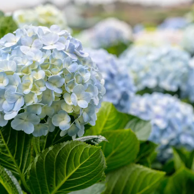 Close-up of pale blue hydrangea blooms surrounded by large green leaves, with more hydrangea clusters softly blurred in the background.