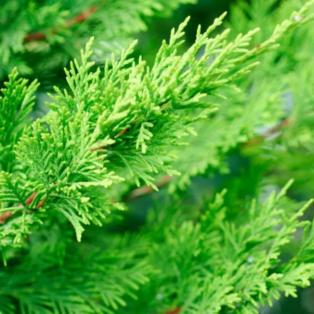 lose-up of bright green Leyland cypress foliage with feathery, scale-like leaves filling the frame.