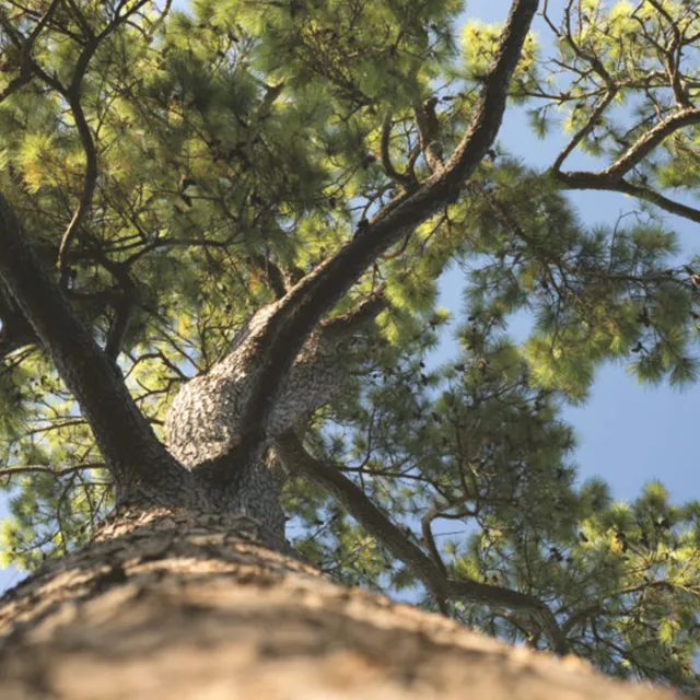 Looking up the trunk of a loblolly pine, with textured bark and sunlit green needles spreading across a blue sky.