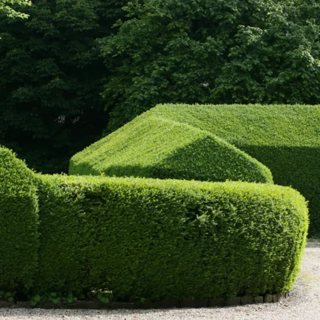 Bright green boxwood-style hedges trimmed into crisp geometric shapes in a formal garden, with leafy trees in the background.