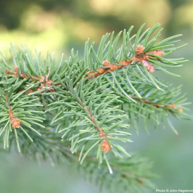 Close-up of a Norway spruce branch with blue-green needles and small brown buds against a softly blurred green background.