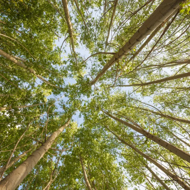 Looking straight up through a stand of tall poplar trees, with slender trunks and a bright green canopy framing a blue sky.