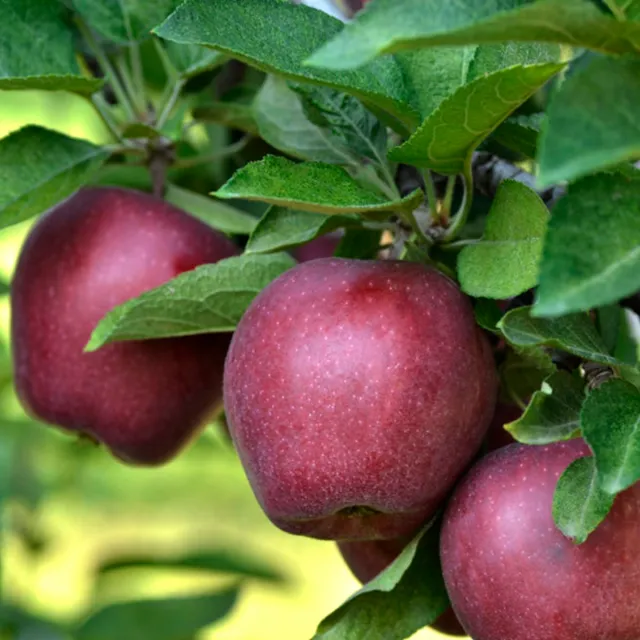 Cluster of ripe Red Delicious apples hanging from a branch, surrounded by bright green leaves.