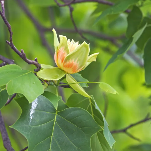 Close-up of a tuliptree bloom with greenish-yellow petals blushed orange, surrounded by broad green leaves on a branch.