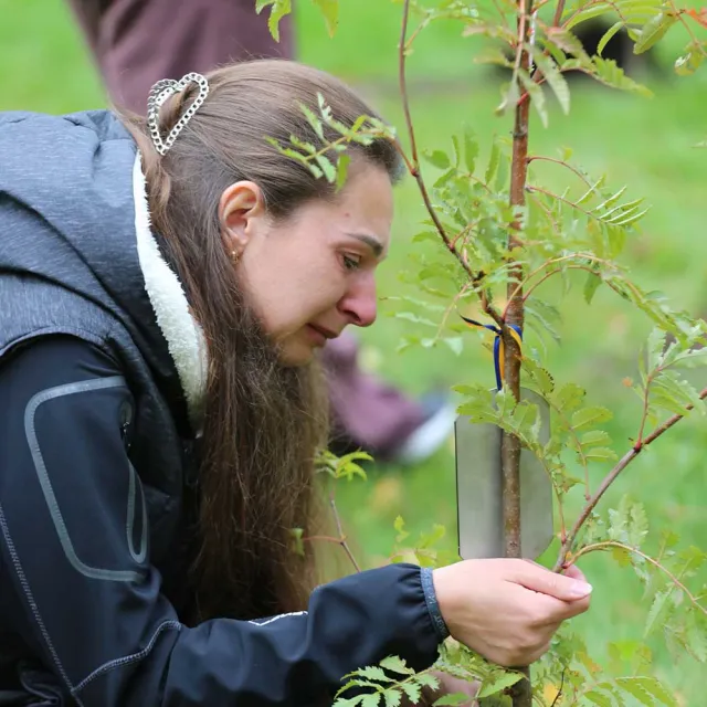 A person tends to a young tree, carefully inspecting its leaves and branches while outdoors in a grassy area.