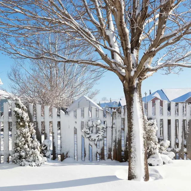 A leafless tree stands in a snow-covered backyard beside a wooden fence and gate, with houses and a clear blue winter sky in the background.