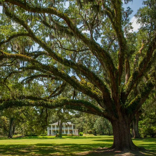 A large moss-covered tree stands in front of a white house, creating a serene and picturesque scene.