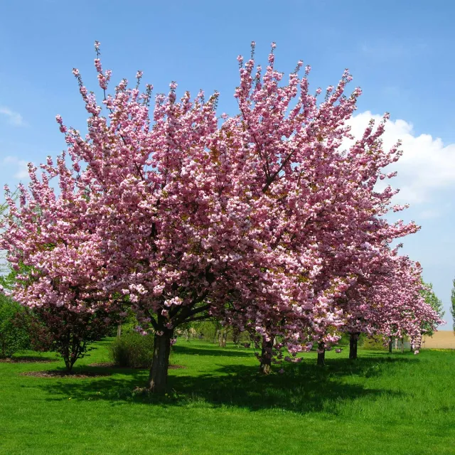 A flowering tree covered in dense pink blossoms stands in a green grassy field under a bright blue sky.