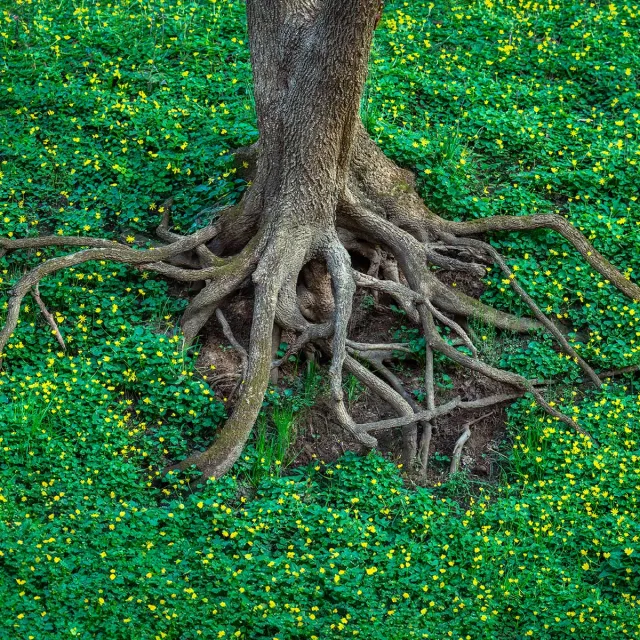Aerial view of a tree showcasing its expansive roots spreading across the ground beneath it.