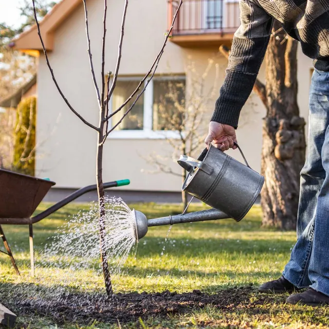 A man watering a young tree in his yard, nurturing it with care under a clear blue sky.