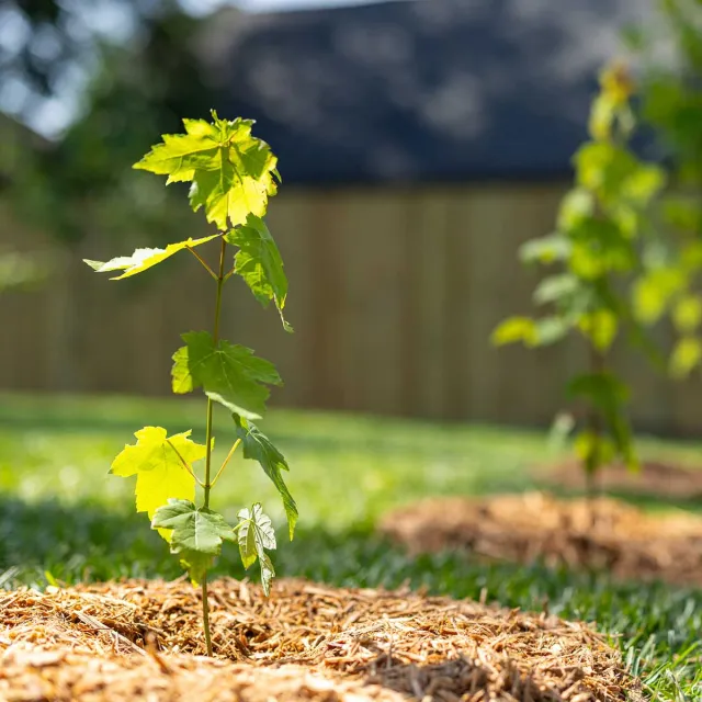 A small tree emerging from a brown mulch bed, surrounded by soil and organic material.