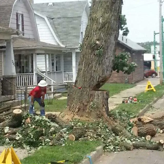 A man is using a chainsaw to cut down a tree in front of a house surrounded by grass and shrubs.