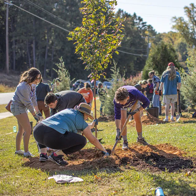 A group of people planting a tree by a road outside