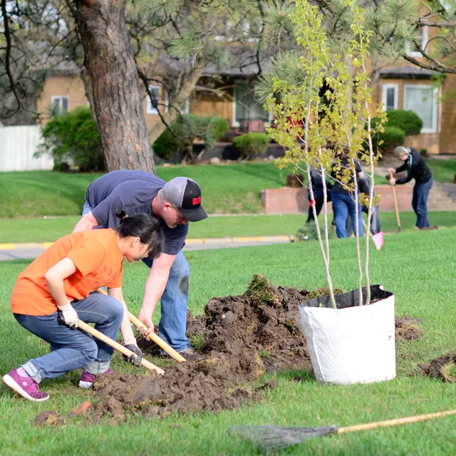 People planting trees in a neighborhood