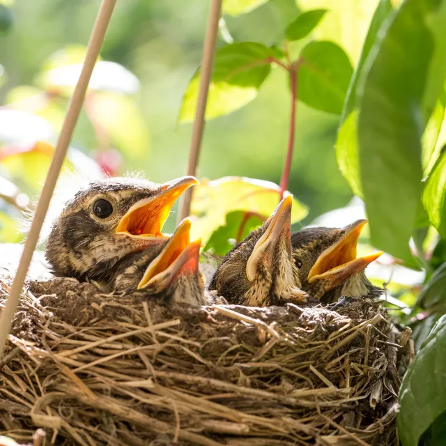 A nest containing three baby birds with their mouths wide open, eagerly awaiting food from their parent.