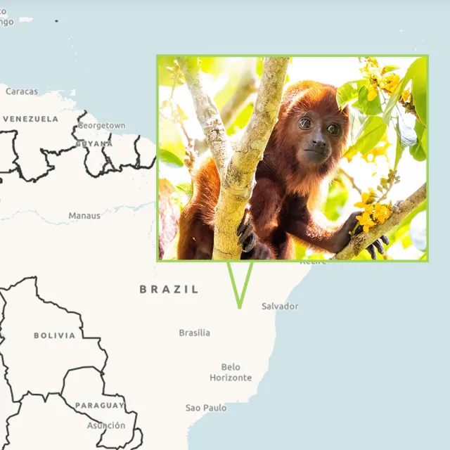 A monkey in the forest photo overlayed on a map of brazil