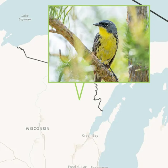 kirtlands warbler bird on a tree photo overlayed on a map