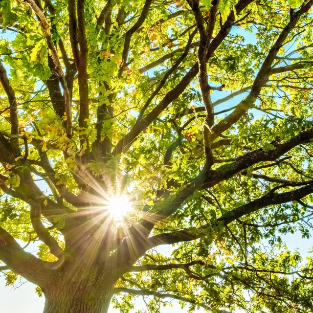 Sunlight filters through the green leaves of a tree, creating a dappled light effect on the ground below.