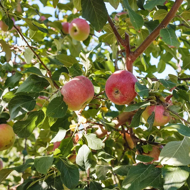 Apples in apple tree