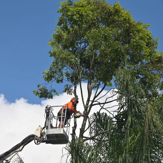 A man using a cherry picker to trim branches from a tall tree in a clear blue sky.