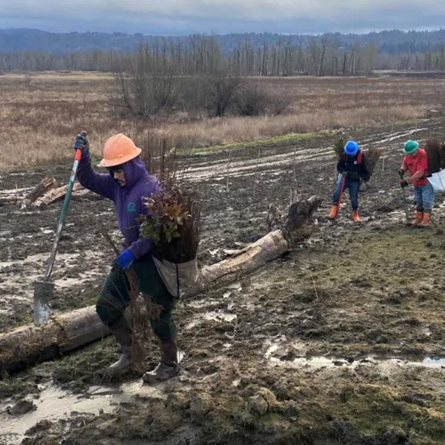 Volunteers restore wetlands in the Klamath River Delta, planting native vegetation and improving the ecosystem's health.