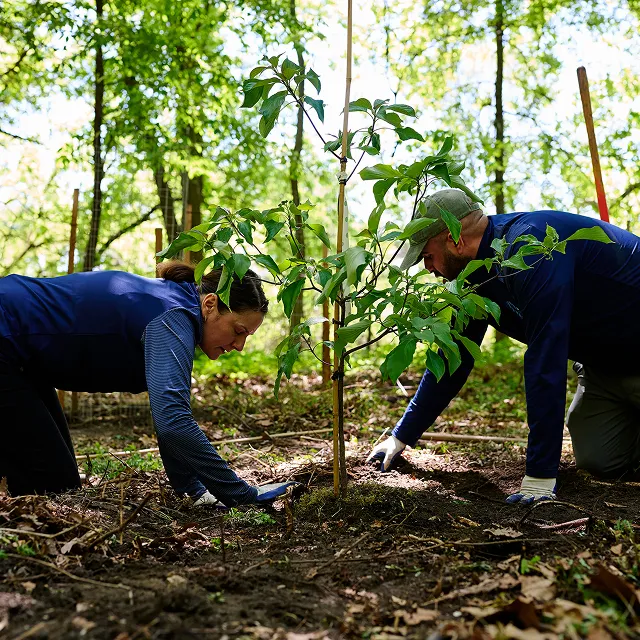 Two individuals are planting a young tree in a wooded area, surrounded by greenery and natural sunlight.
