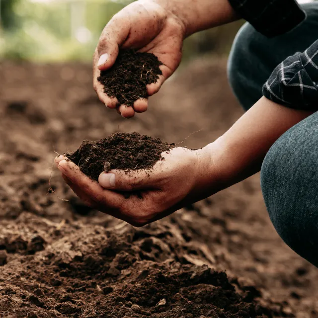 Close-up of two hands holding rich dark soil outdoors, with loose dirt falling between the fingers over a freshly turned garden bed.