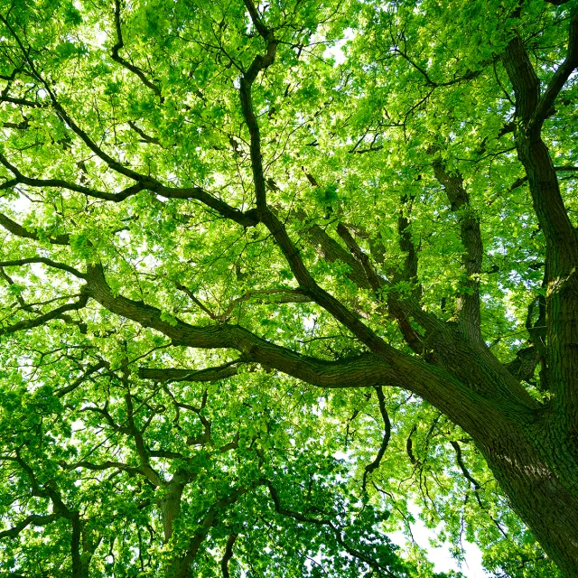 Upward view of large mature trees with sprawling branches and a dense canopy of bright green leaves filtering sunlight overhead.