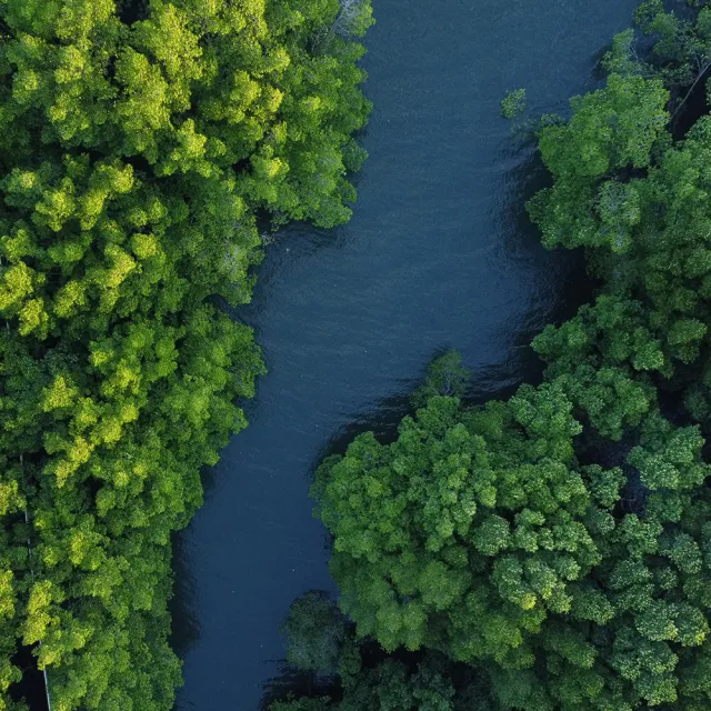 Aerial view of a winding river surrounded by dense, vibrant green forest canopy.