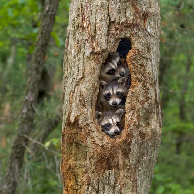 Three young raccoons peeking out from a tree hollow in a forest setting.