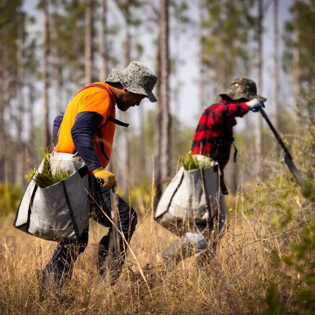 Two workers in hats plant trees in a forest, carrying seedlings in large bags and using tools in dry grass.