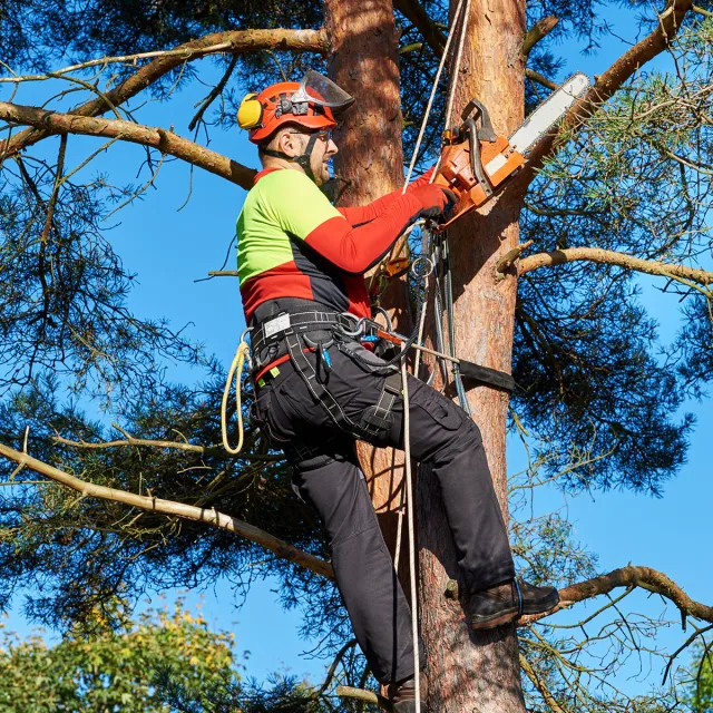 An arborist in an orange safety helmet with ear protection and a harness, secured by climbing ropes high in a pine tree, cuts near the trunk with an orange chainsaw against a clear blue sky.