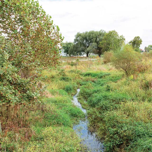 Lush green meadow with a narrow stream winding through tall grasses, trees, and shrubs under a bright sky, creating a peaceful rural scene.
